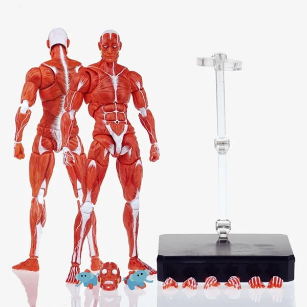 [ETA: Q3 2025] (PRE-ORDER - RED) KEEPGOING 1/12 Scale Human Muscle Model